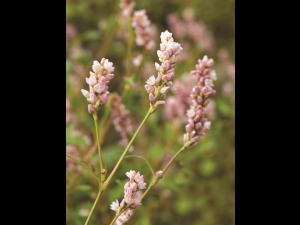 Renouée persicaire (Persicaria maculosa)_7
