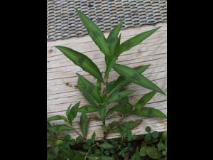 Renouée persicaire (Persicaria maculosa)_15