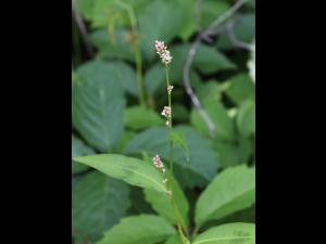 Renouée persicaire (Persicaria maculosa)_20