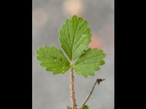Potentille Norvège (Potentilla norvegica)_12
