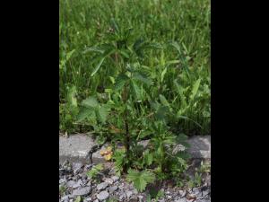 Potentille Norvège (Potentilla norvegica)_19