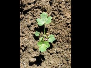 Renoncule rampante (Ranunculus repens)_1