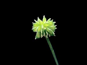 Renoncule rampante (Ranunculus repens)_5