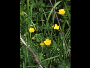 Renoncule rampante (Ranunculus repens)_15