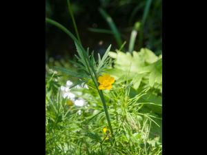 Renoncule âcre (Ranunculus acris)_6