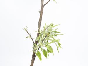 Pomme - glyphosate (9)_10