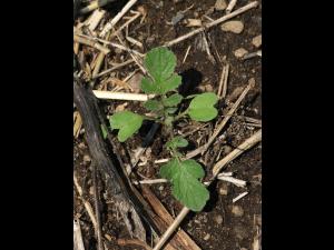 Radis sauvage (Raphanus raphanistrum)_12