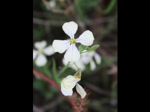 Radis sauvage (Raphanus raphanistrum)_18