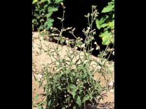Lychnide blanche (Silene latifolia)_7