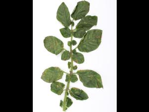 Pomme de terre - paraquat (22)_2