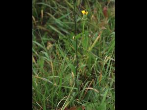 Moutarde champs (Sinapis arvensis)_14