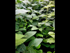 Morelle noire Est (Solanum ptychanthum)_19