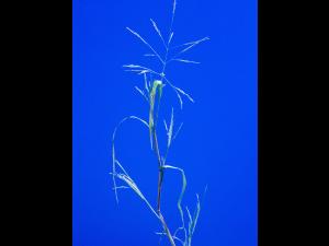 Panic automne (Panicum dichotomiflorum)_5