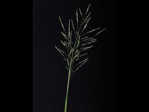 Panic automne (Panicum dichotomiflorum)_14