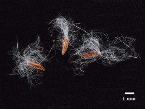 Laiteron rude (Sonchus asper)_9