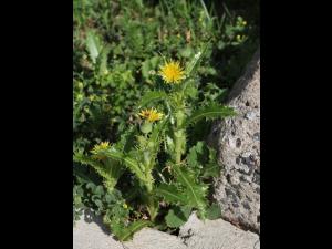 Laiteron rude (Sonchus asper)_15