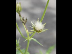 Laiteron potager (Sonchus oleraceus)_10