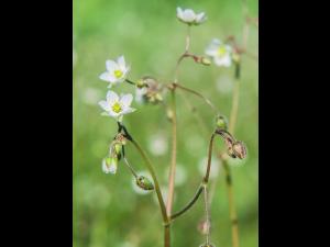 Spargoute des champs(Spergula arvensis)_16