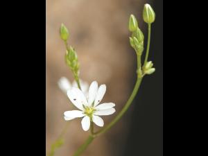 Stellaire à feuilles de graminée(Stellaria graminea)_10