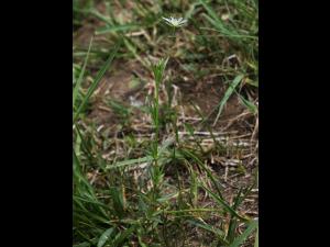 Stellaire à feuilles de graminée(Stellaria graminea)_21