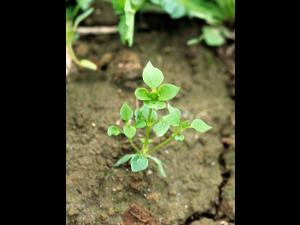 Stellaire moyenne(Stellaria media)_1
