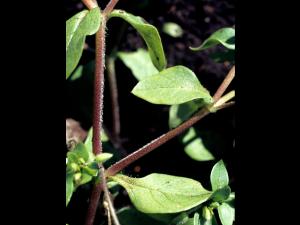 Stellaire moyenne(Stellaria media)_3