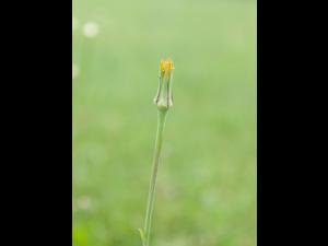 Salsifis prés (Tragopogon pratensis)_10