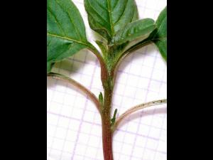 Amarante de Powell(Amaranthus powellii)_5