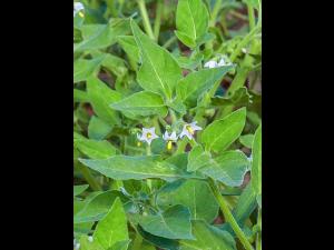 Morelle feuilles coqueret (Solanum physalifolium)_5
