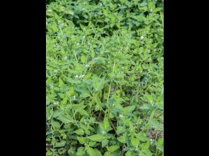 Morelle feuilles coqueret (Solanum physalifolium)_8