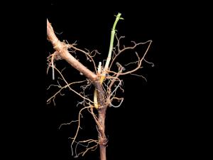 Gaillet mollugine (Galium mollugo)_2