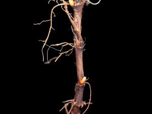 Gaillet mollugine (Galium mollugo)_3