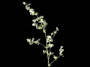 Gaillet mollugine (Galium mollugo)_5