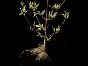 Bident feuillu(Bidens frondosa)_7