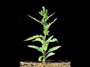 Érechtite feuilles épervière (Erechtites hieraciifolius)_1