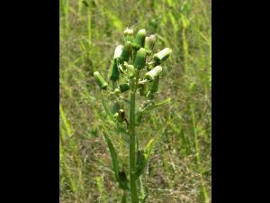 Érechtite feuilles épervière (Erechtites hieraciifolius)_2