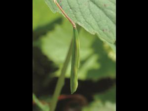 Impateinte du Cap (Impatiens capensis)_3