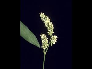 Renouée feuilles patience(Persicaria lapathifolia)_3