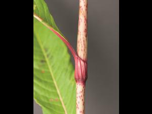 Renouée feuilles patience(Persicaria lapathifolia)_8