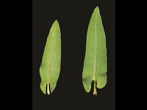 Renouée sagitté (Persicaria sagittata)_4