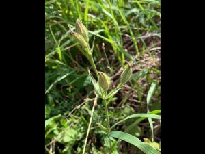 Silène noctiflore(Silene noctiflora)_4