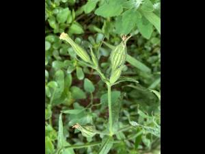 Silène noctiflore(Silene noctiflora)_9