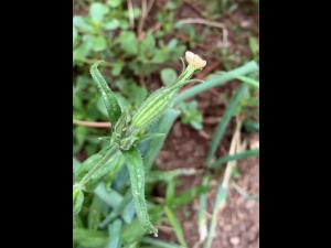 Silène noctiflore(Silene noctiflora)_11