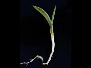 Sétaire glauque (Setaria pumila subsp. pumila)_3