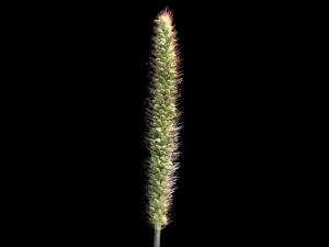 Sétaire glauque (Setaria pumila subsp. pumila)_8