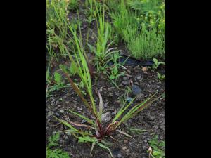 Sétaire glauque (Setaria pumila subsp. pumila)_13