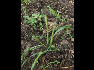 Sétaire glauque (Setaria pumila subsp. pumila)_16