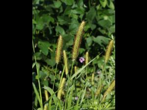 Sétaire glauque (Setaria pumila subsp. pumila)_18