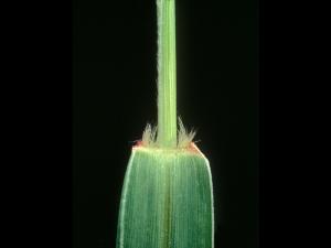 Sétaire verte (Setaria viridis)_6