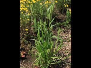 Sétaire verte (Setaria viridis)_13